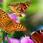 攻击网站在线工具